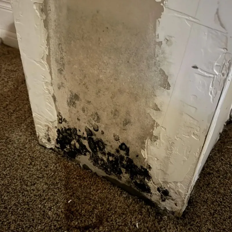 Professional Mold Removal in Bakersville, NC